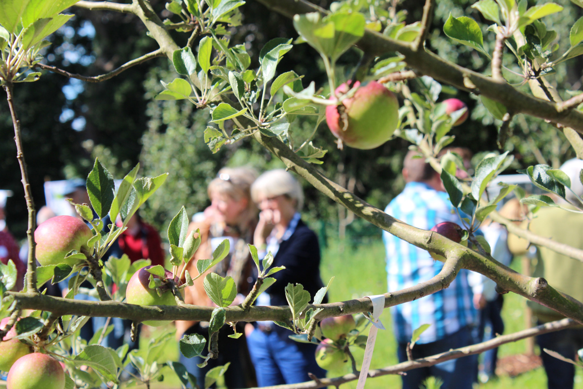 Menschen in einem Garten mit Apfelbäumen