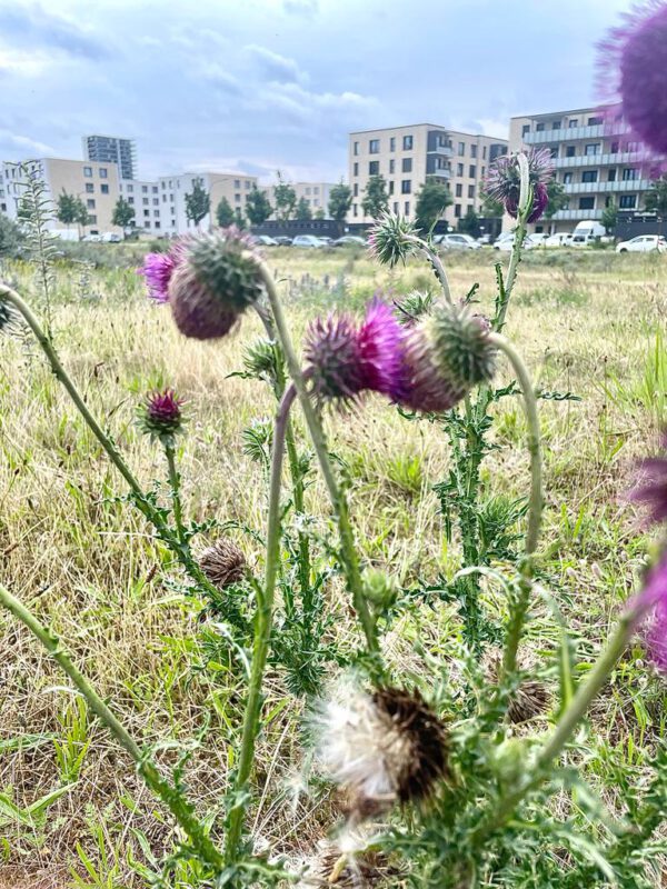 nickende Distel