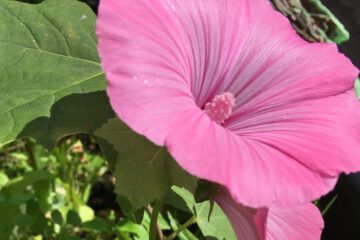 Die rosa Blüte eines Hibiskusstrauchs